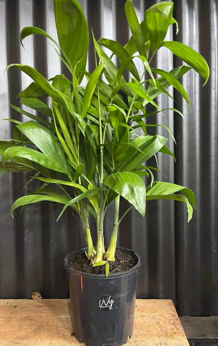 Chamaedorea seifrizii 'Bamboo Palm'